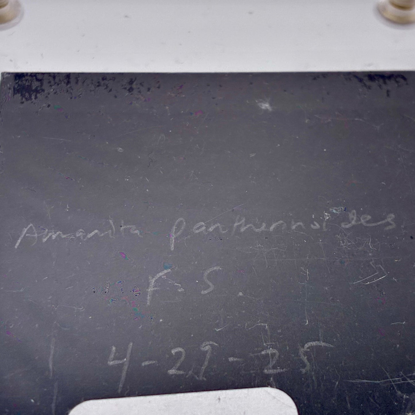 Amanita Pantherinoides, Fort Steilacoom #8