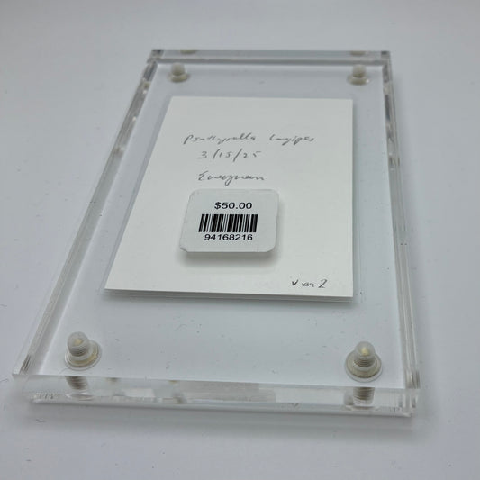 Psathyrella Longipes, Olympia #6