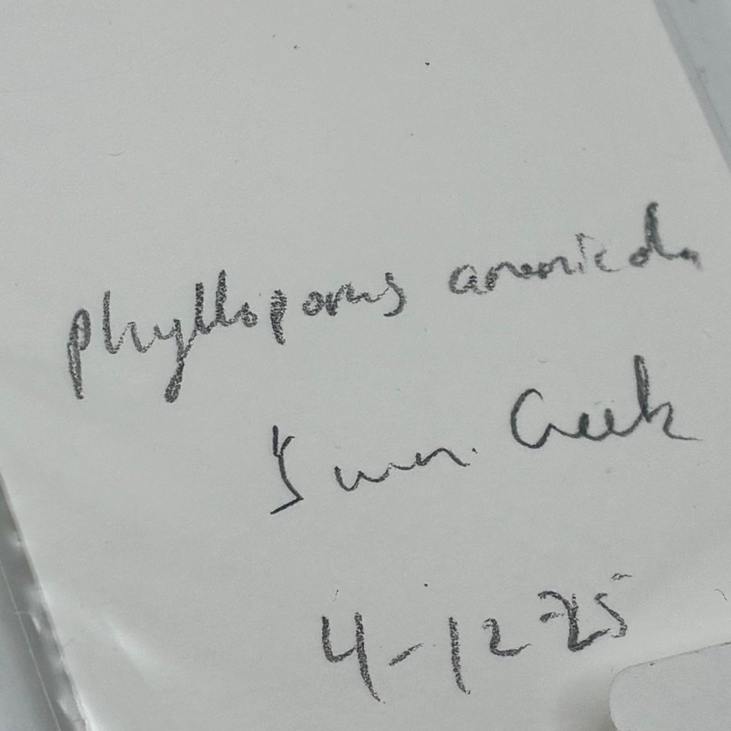 Phylloporus Arenicola, Swan Creek #9