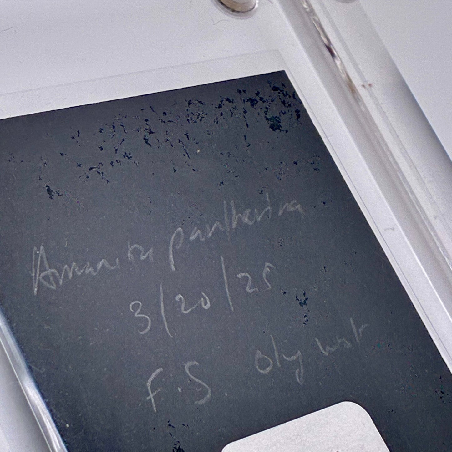 Amanita Pantherinoides, Fort Steilacoom #4