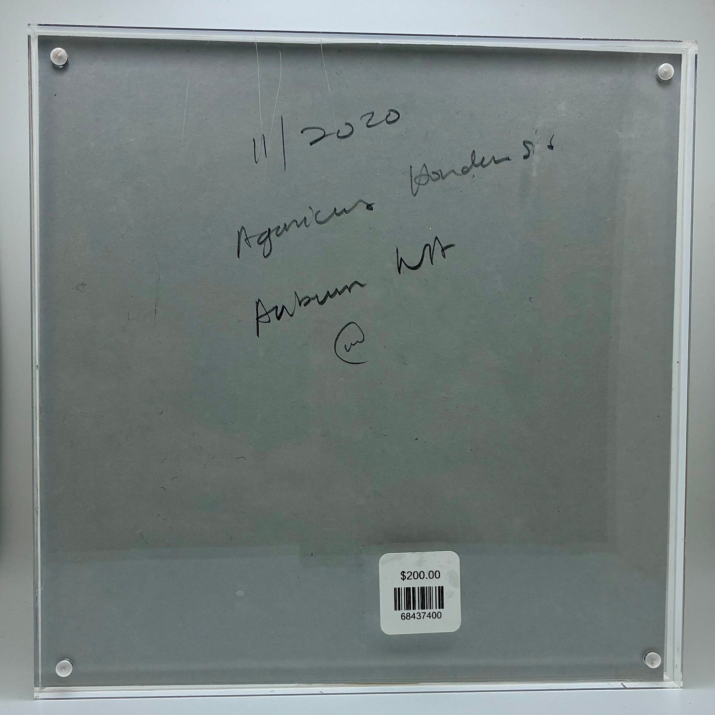 Agaricus Hondensis, Auburn #1