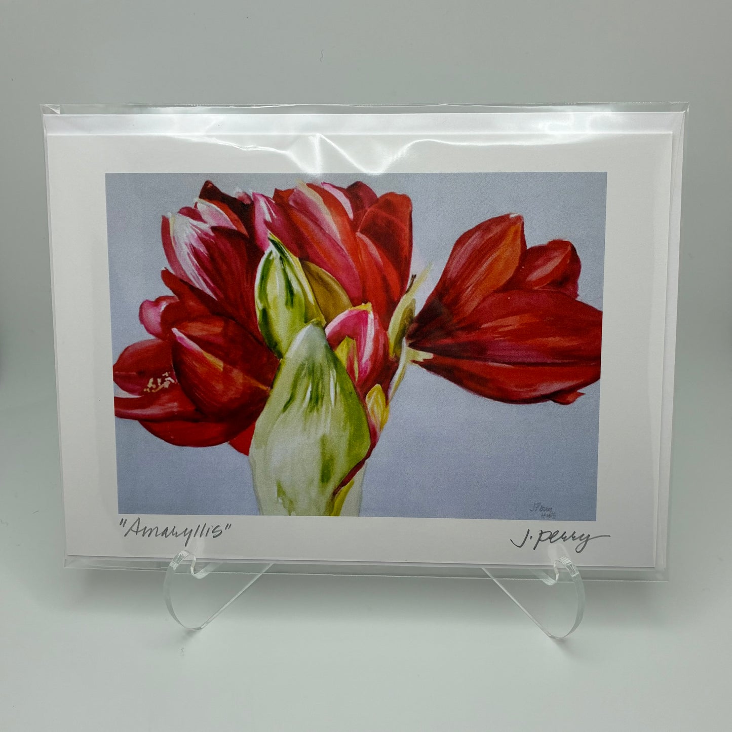 "Amaryllis" Greeting Card by Judith Perry