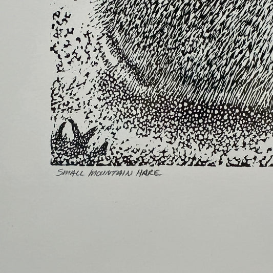 Small Mountain Hare 6/50