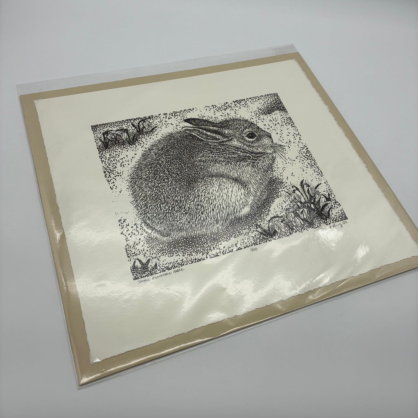 Small Mountain Hare 6/50