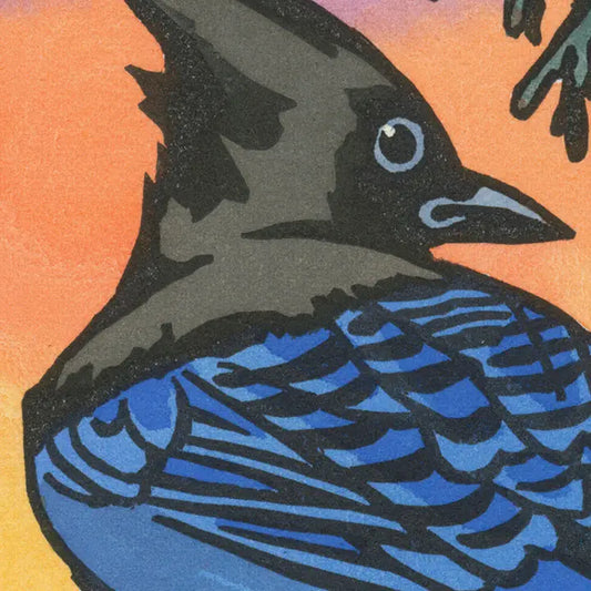 Steller's Jay Card