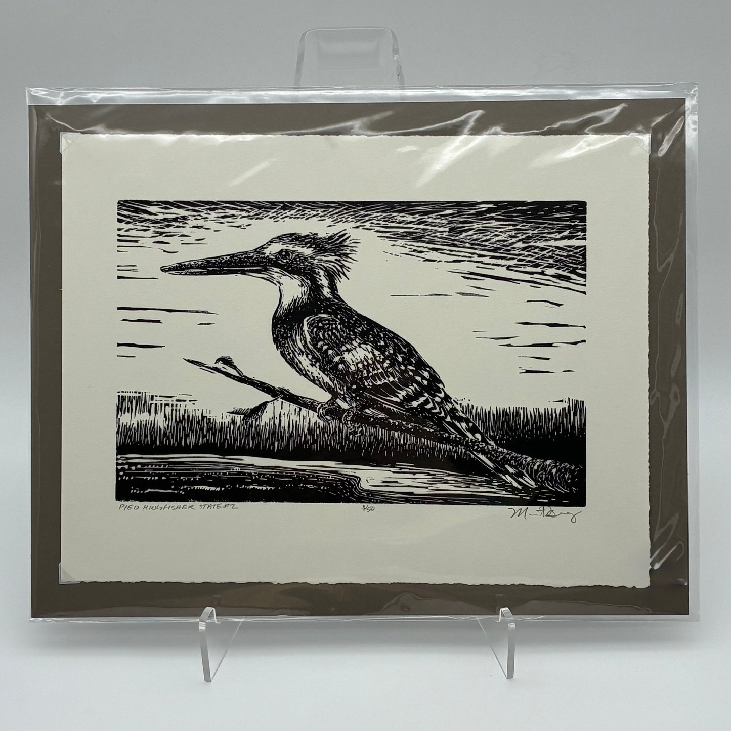Pied Kingfisher 3/50