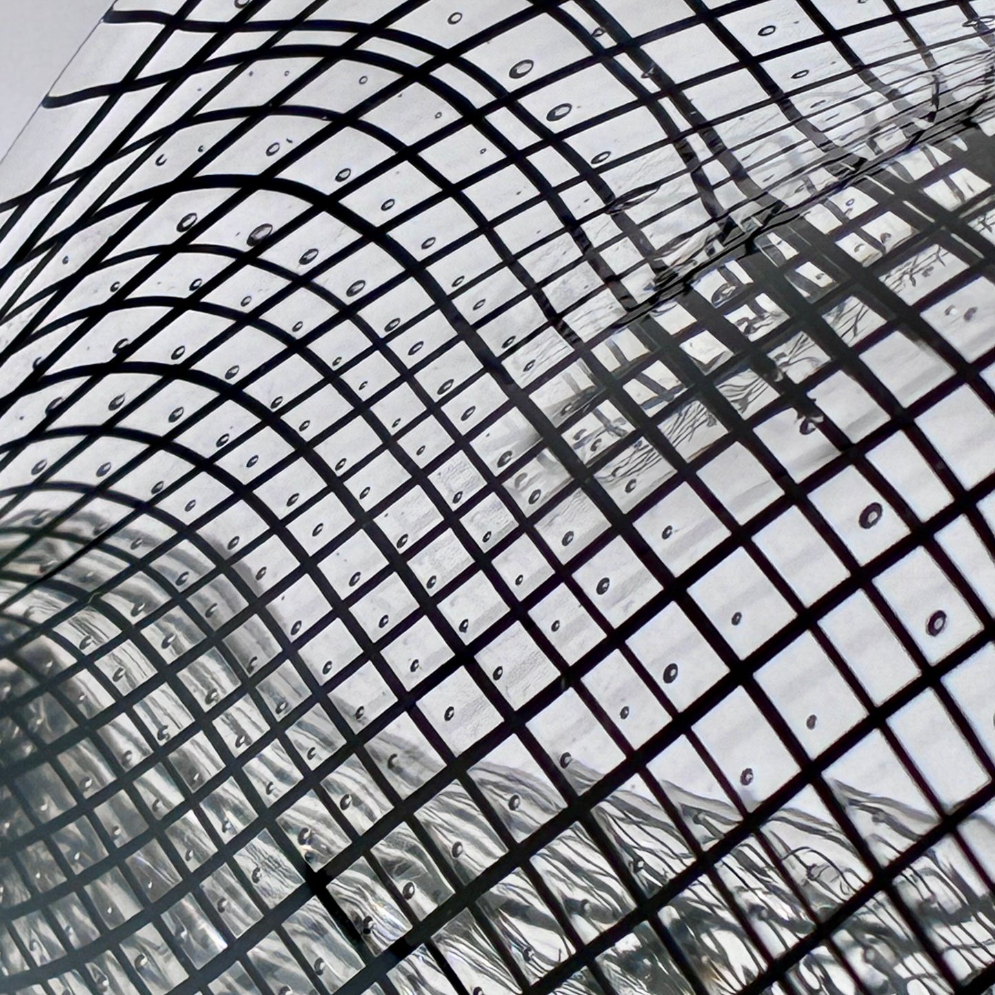 Cane Shell - Reticello