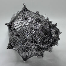 Cane Shell - Reticello