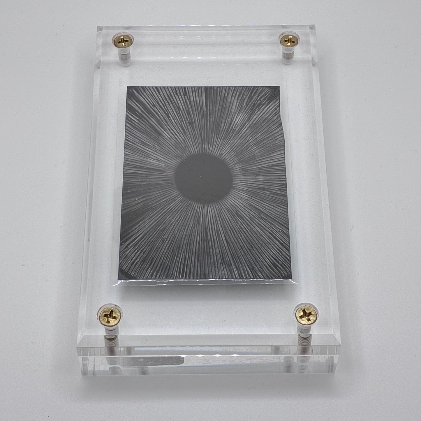 Amanita Pantherinoides, Swan Creek #2