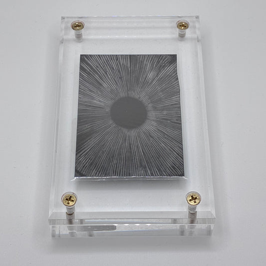 Amanita Pantherinoides, Swan Creek #2