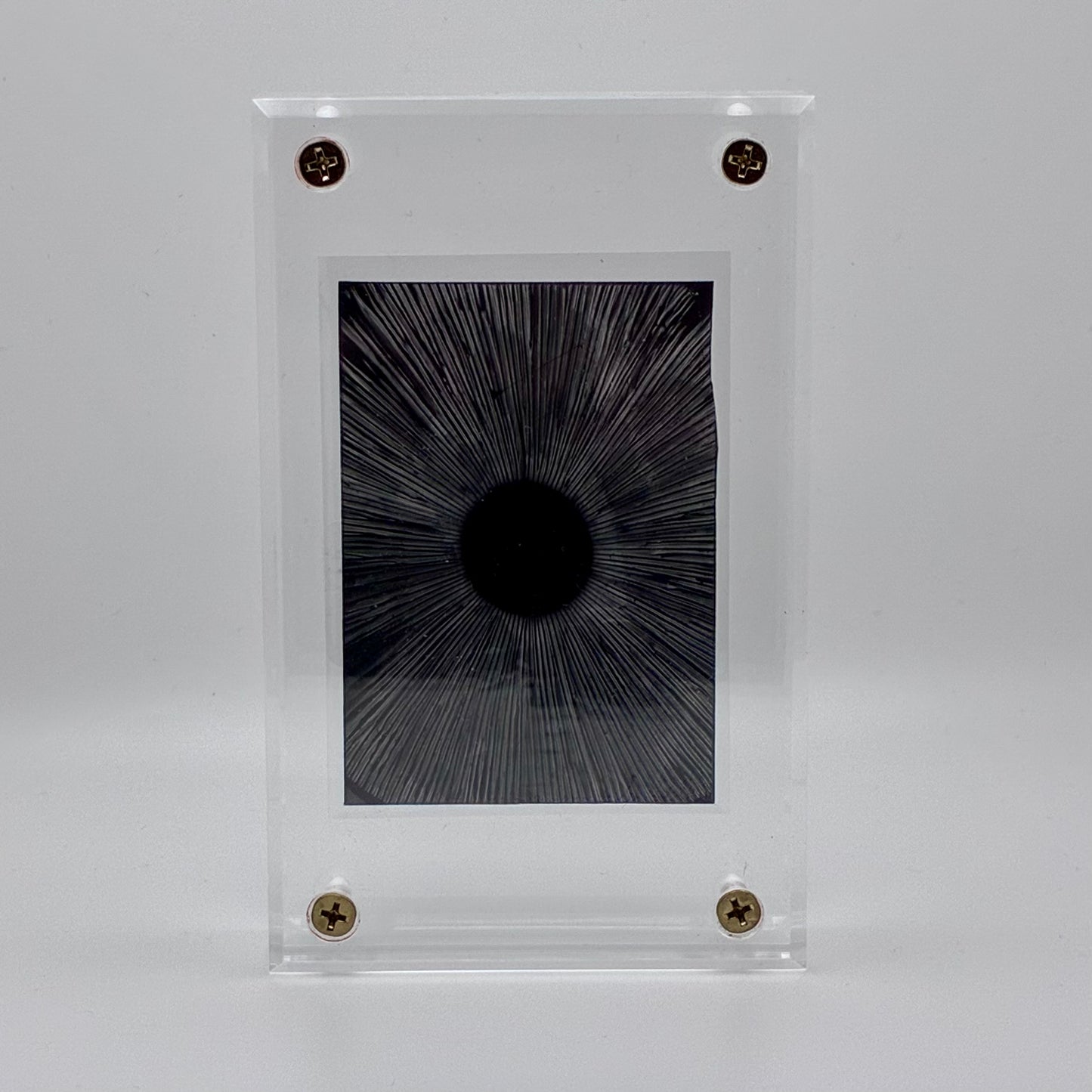 Amanita Pantherinoides, Swan Creek #2