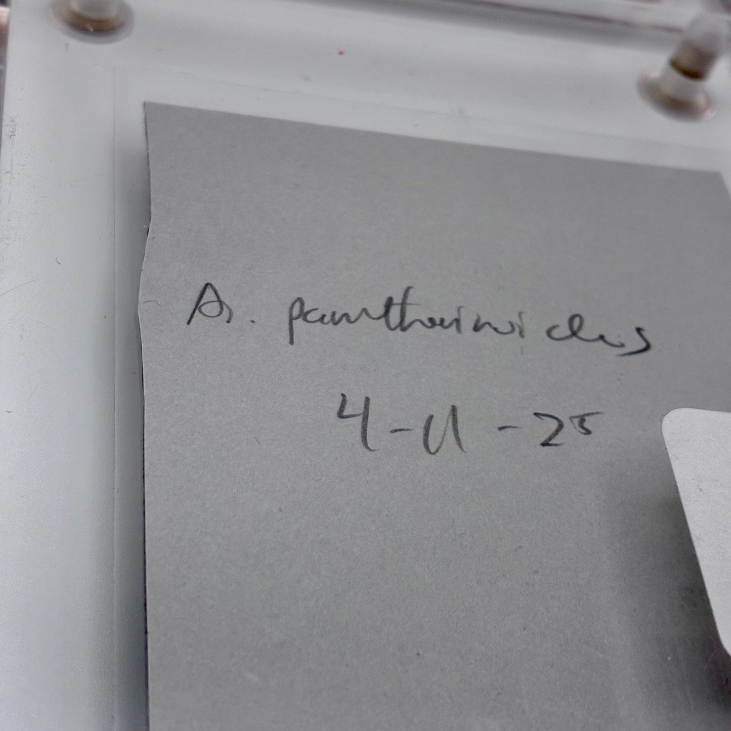 Amanita Pantherinoides, Swan Creek #2