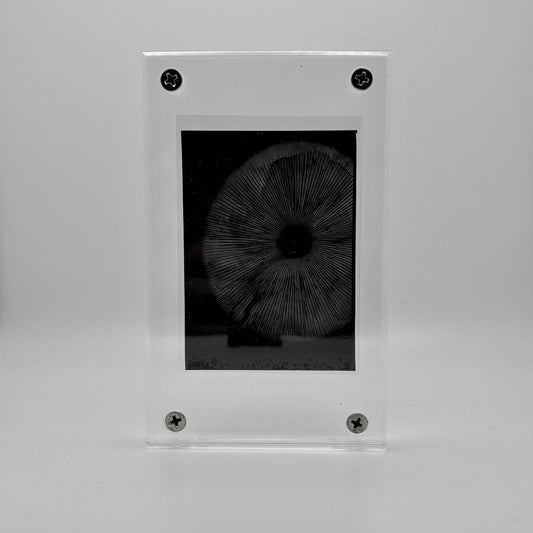 Amanita Pantherinoides, Fort Steilacoom #7