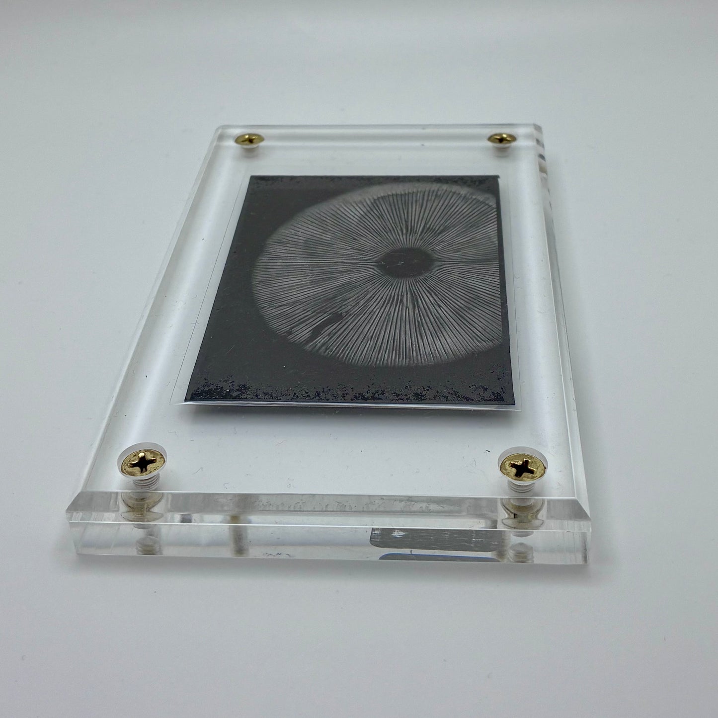 Amanita Pantherinoides, Fort Steilacoom #7