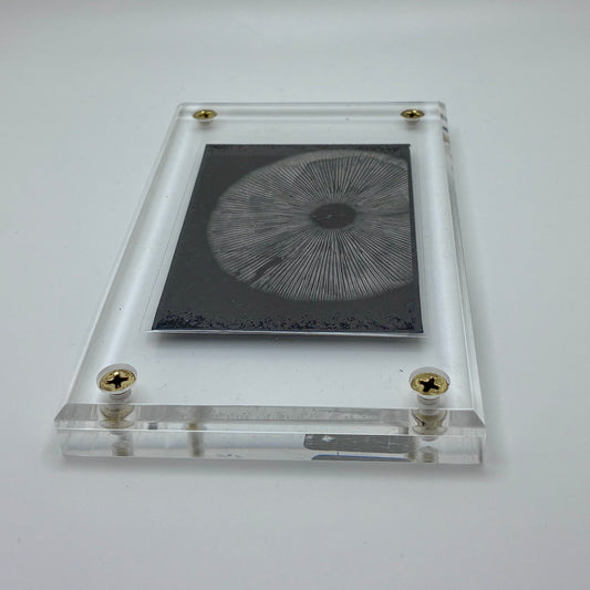 Amanita Pantherinoides, Fort Steilacoom #7