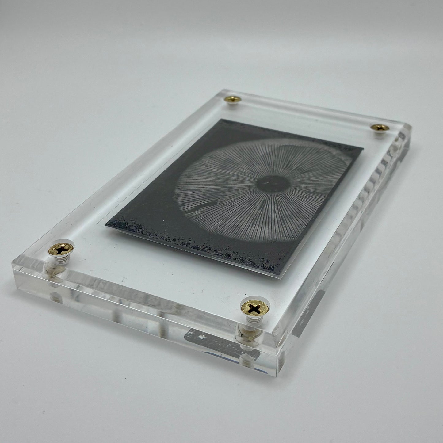 Amanita Pantherinoides, Fort Steilacoom #7