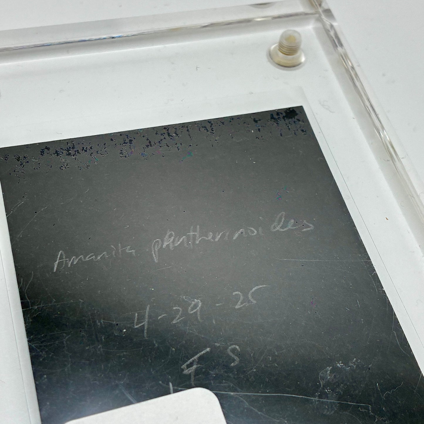 Amanita Pantherinoides, Fort Steilacoom #7