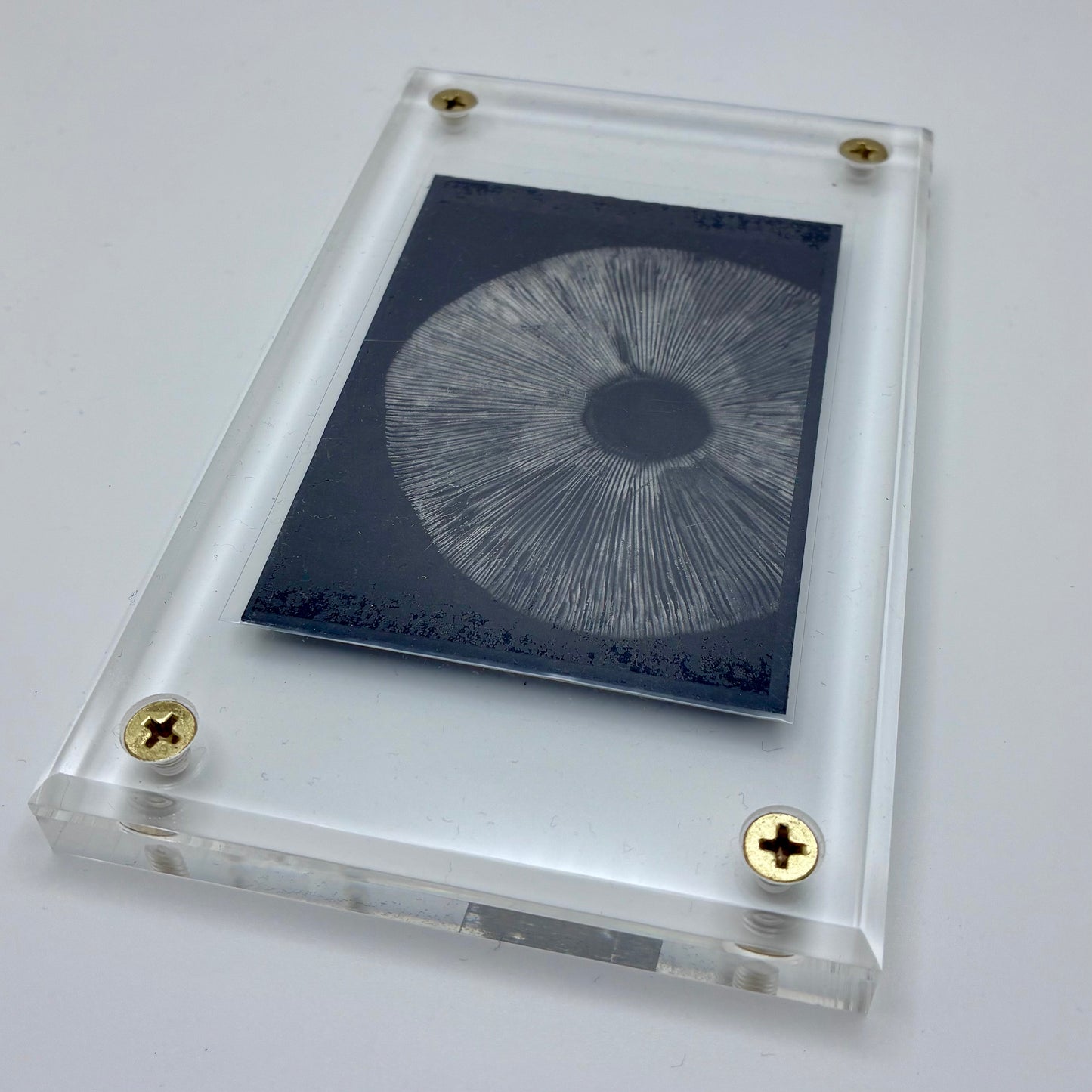 Amanita Pantherinoides, Fort Steilacoom #8