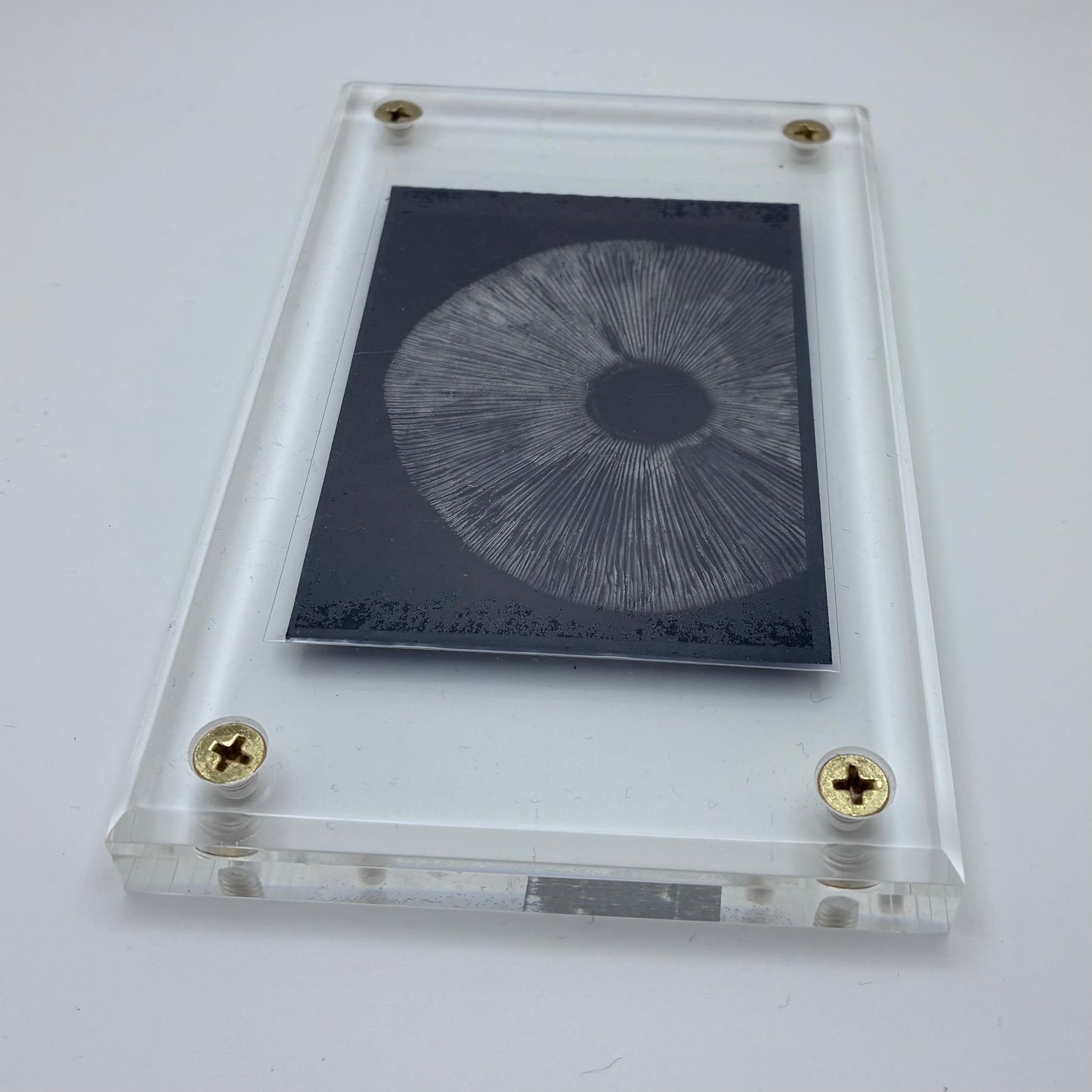 Amanita Pantherinoides, Fort Steilacoom #8