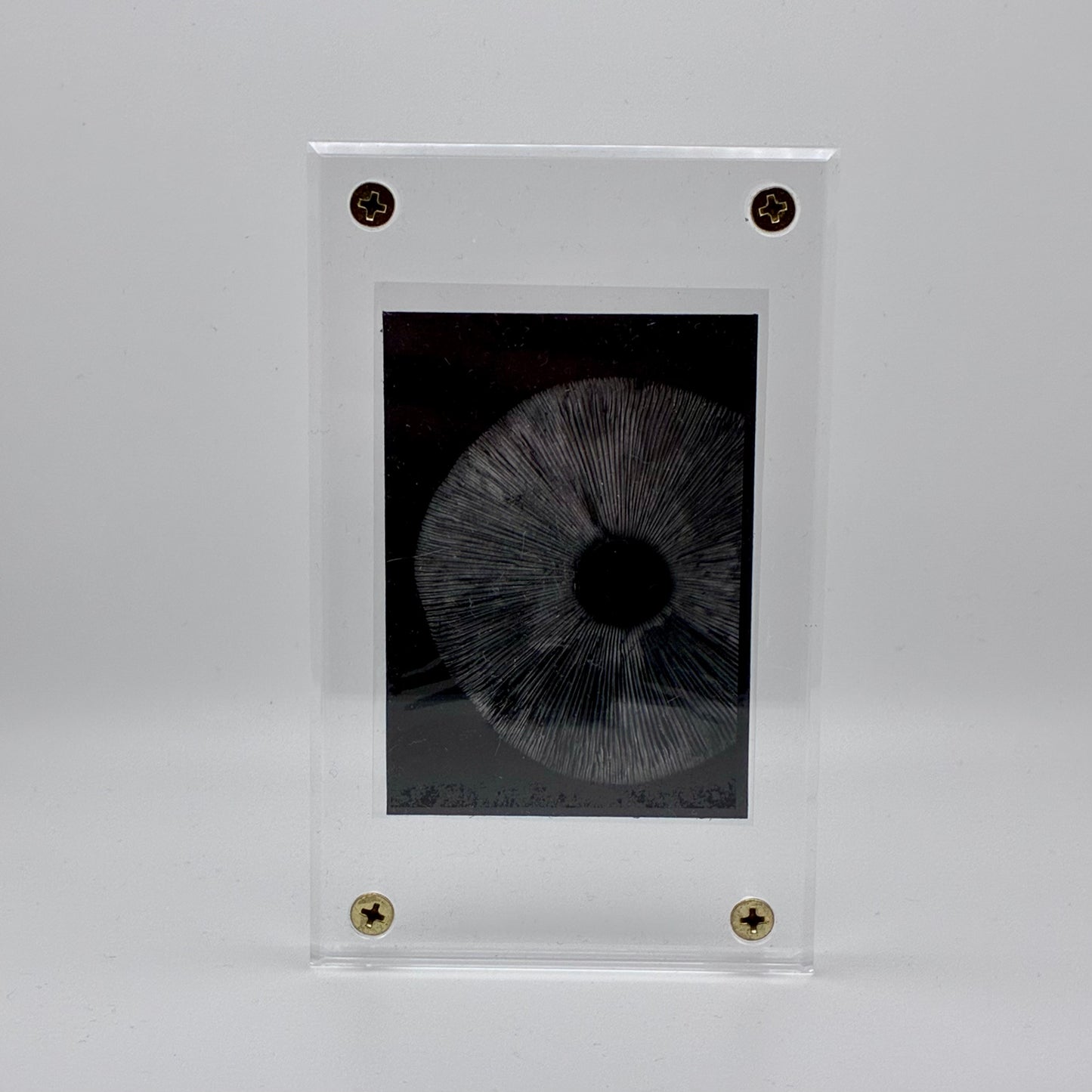 Amanita Pantherinoides, Fort Steilacoom #8