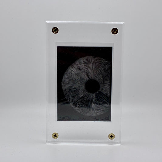 Amanita Pantherinoides, Fort Steilacoom #8