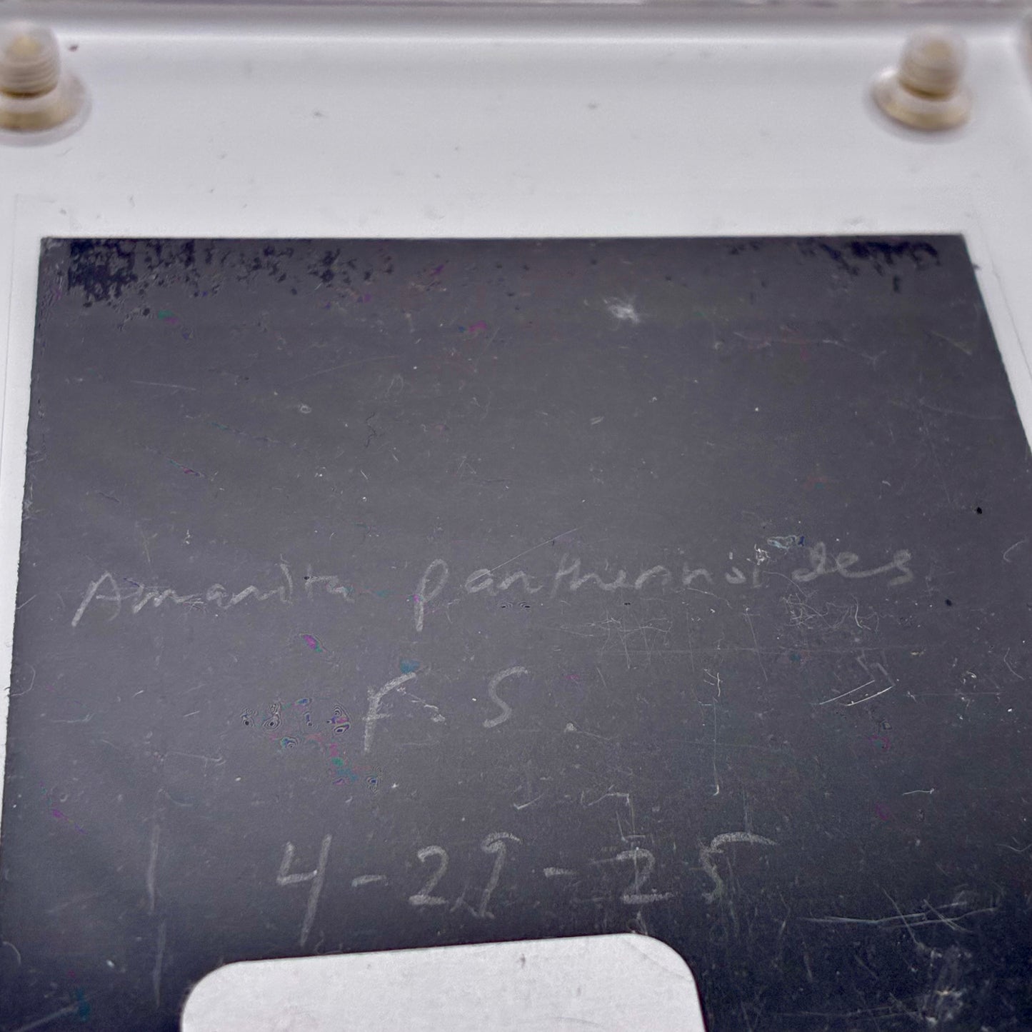 Amanita Pantherinoides, Fort Steilacoom #8