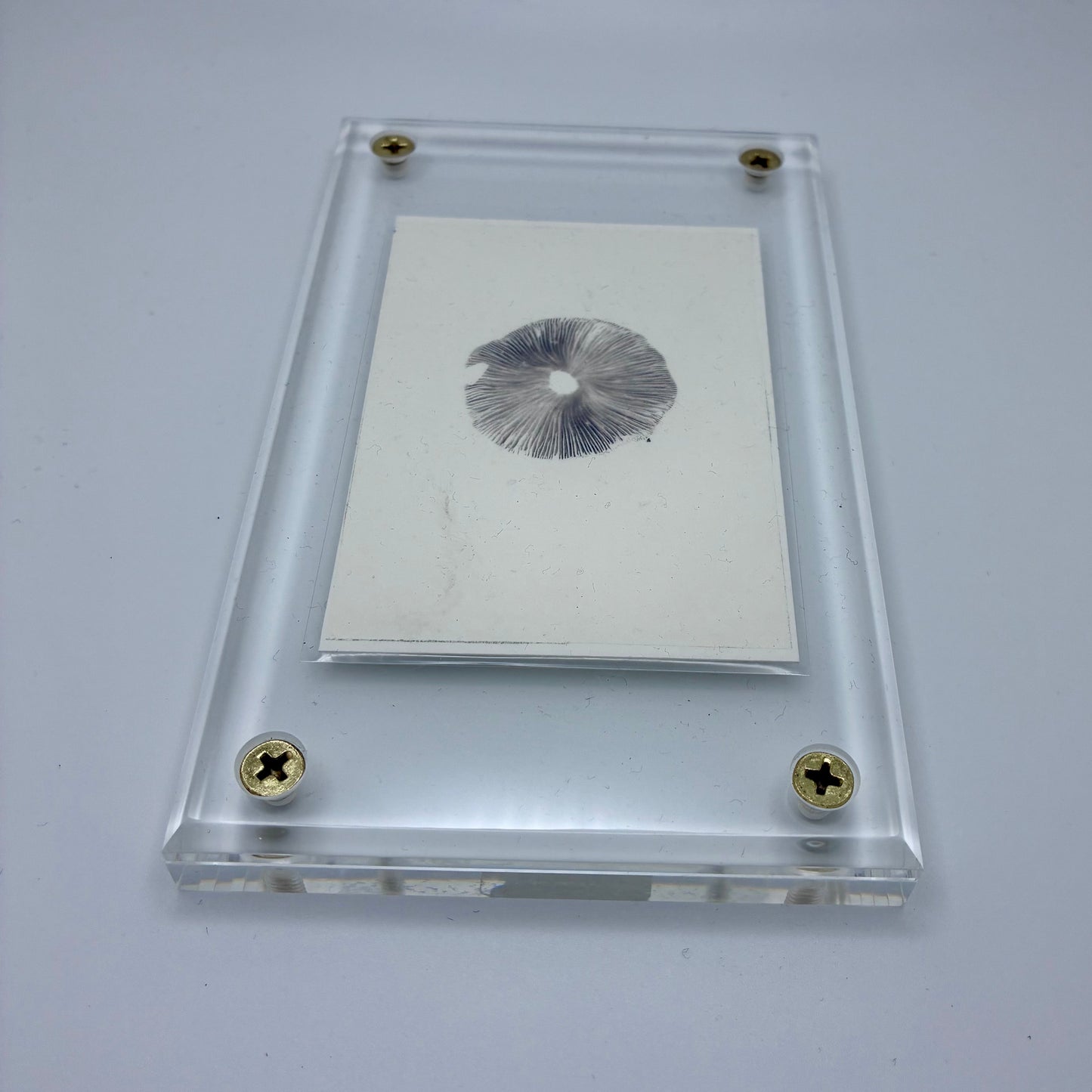 Psathyrella Longipes, Olympia #6