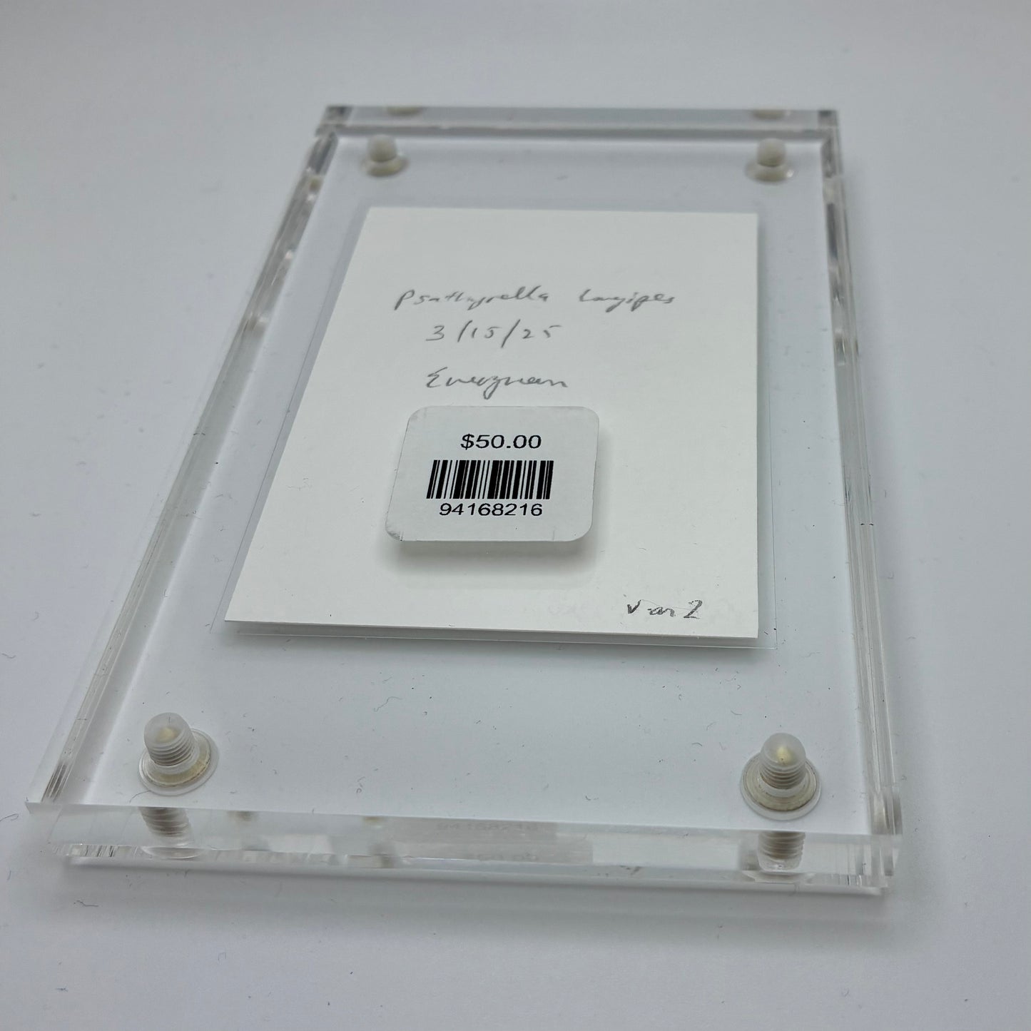 Psathyrella Longipes, Olympia #6