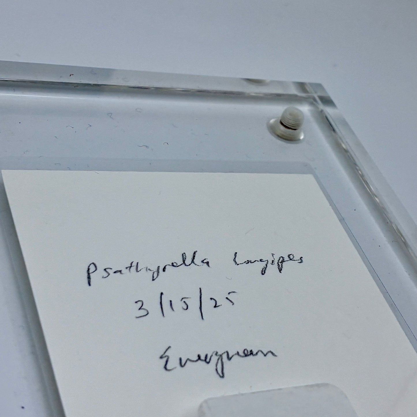 Psathyrella Longipes, Olympia #6