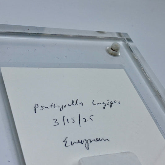 Psathyrella Longipes, Olympia #6