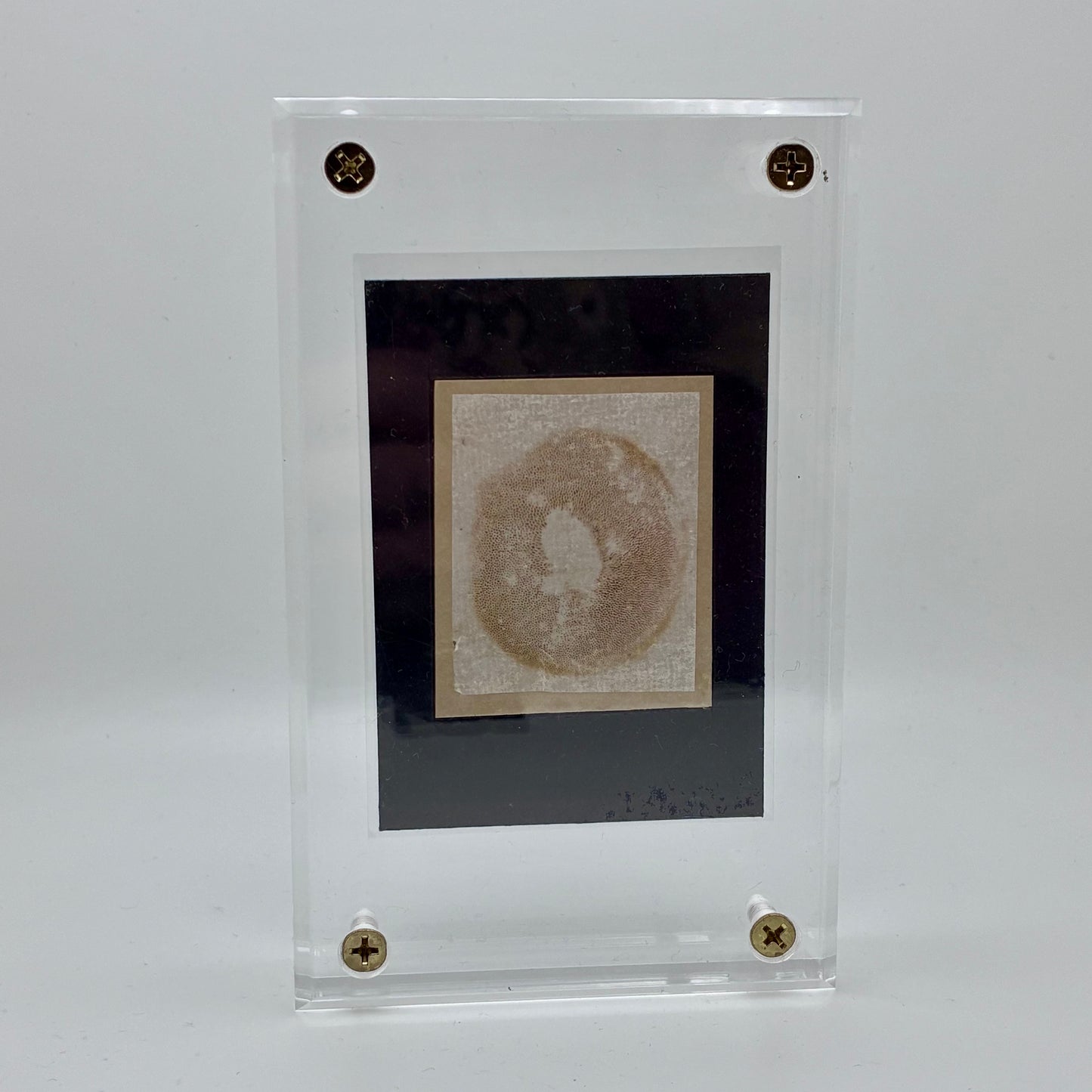 Xerocomellus Diffractus, Tacoma #3