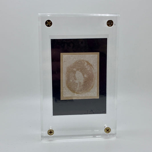 Xerocomellus Diffractus, Tacoma #3