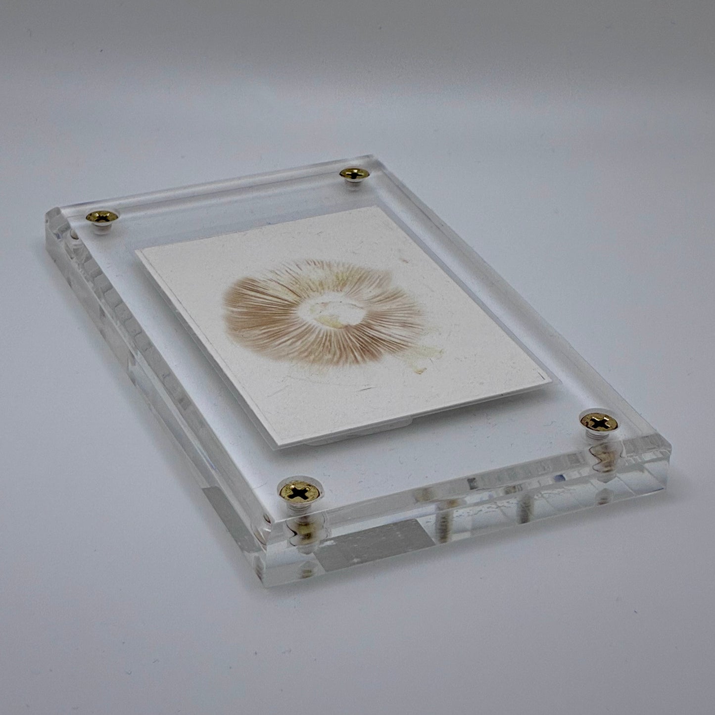 Phylloporus Arenicola, Swan Creek #9