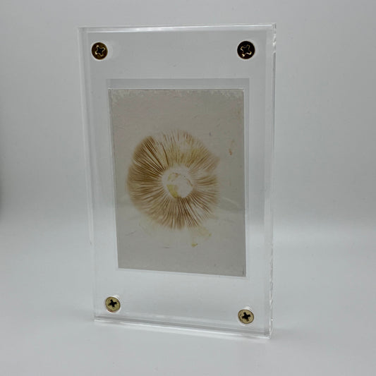 Phylloporus Arenicola, Swan Creek #9