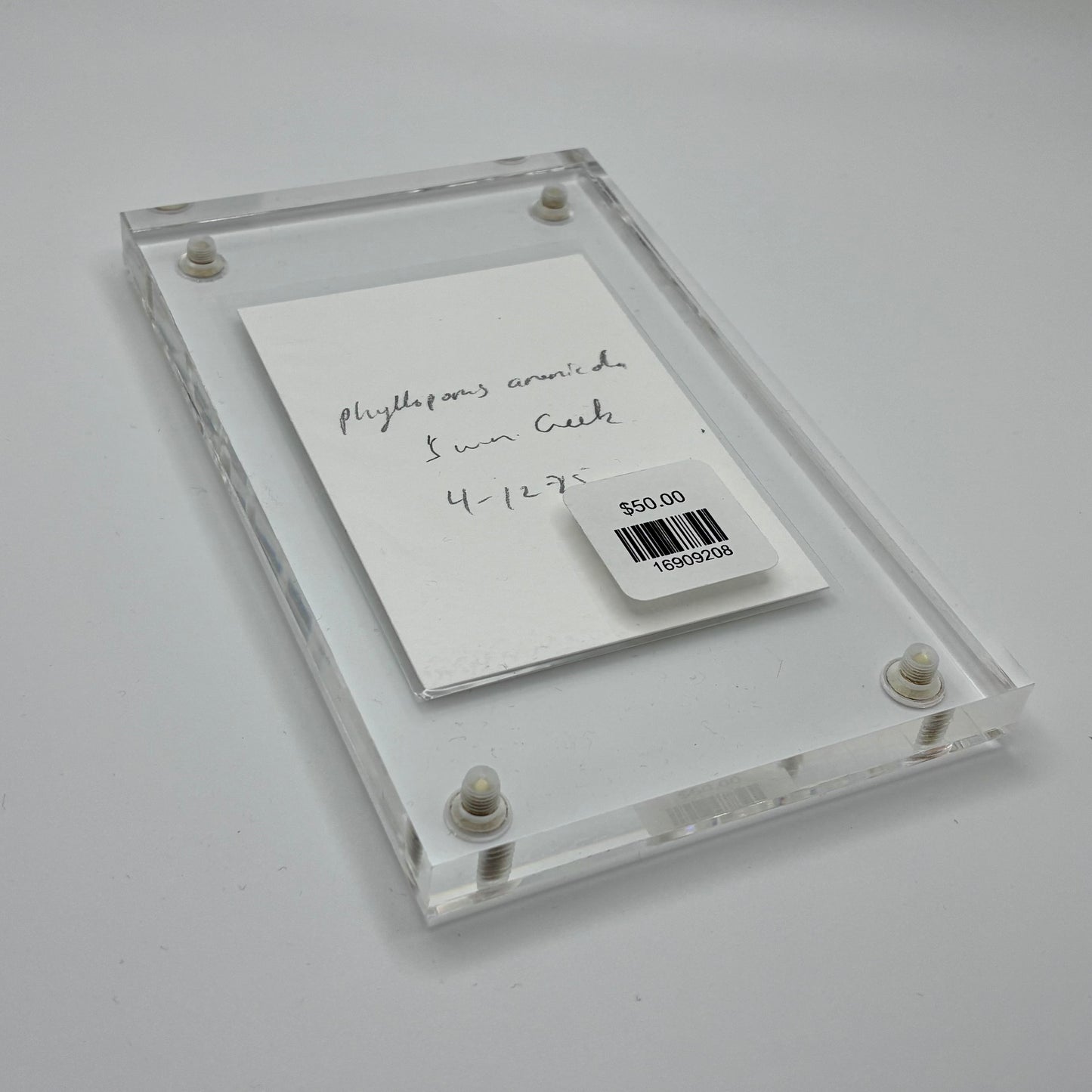 Phylloporus Arenicola, Swan Creek #9