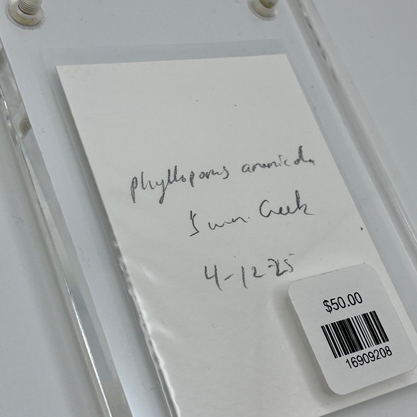 Phylloporus Arenicola, Swan Creek #9