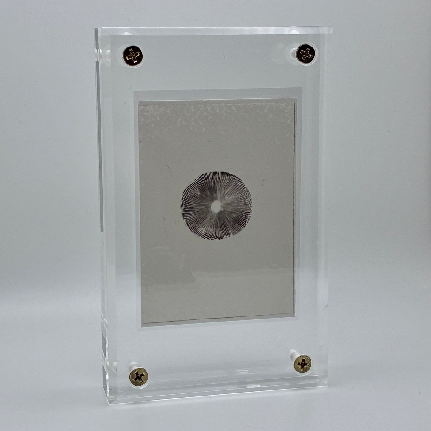 Psathyrella Longipes, Olympia #5