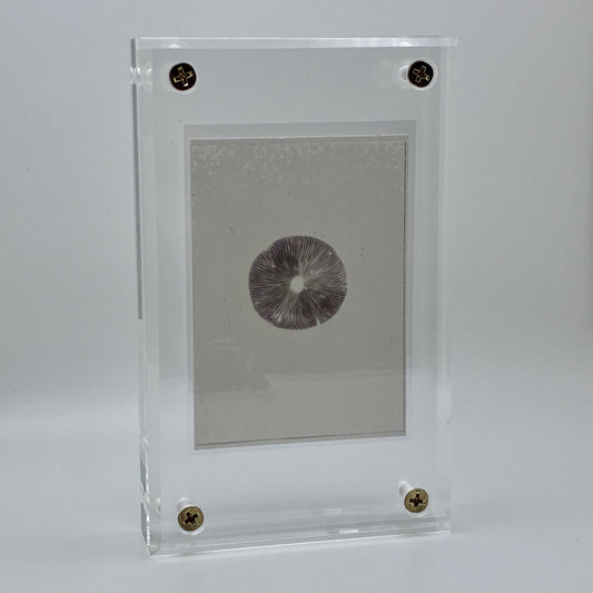 Psathyrella Longipes, Olympia #5