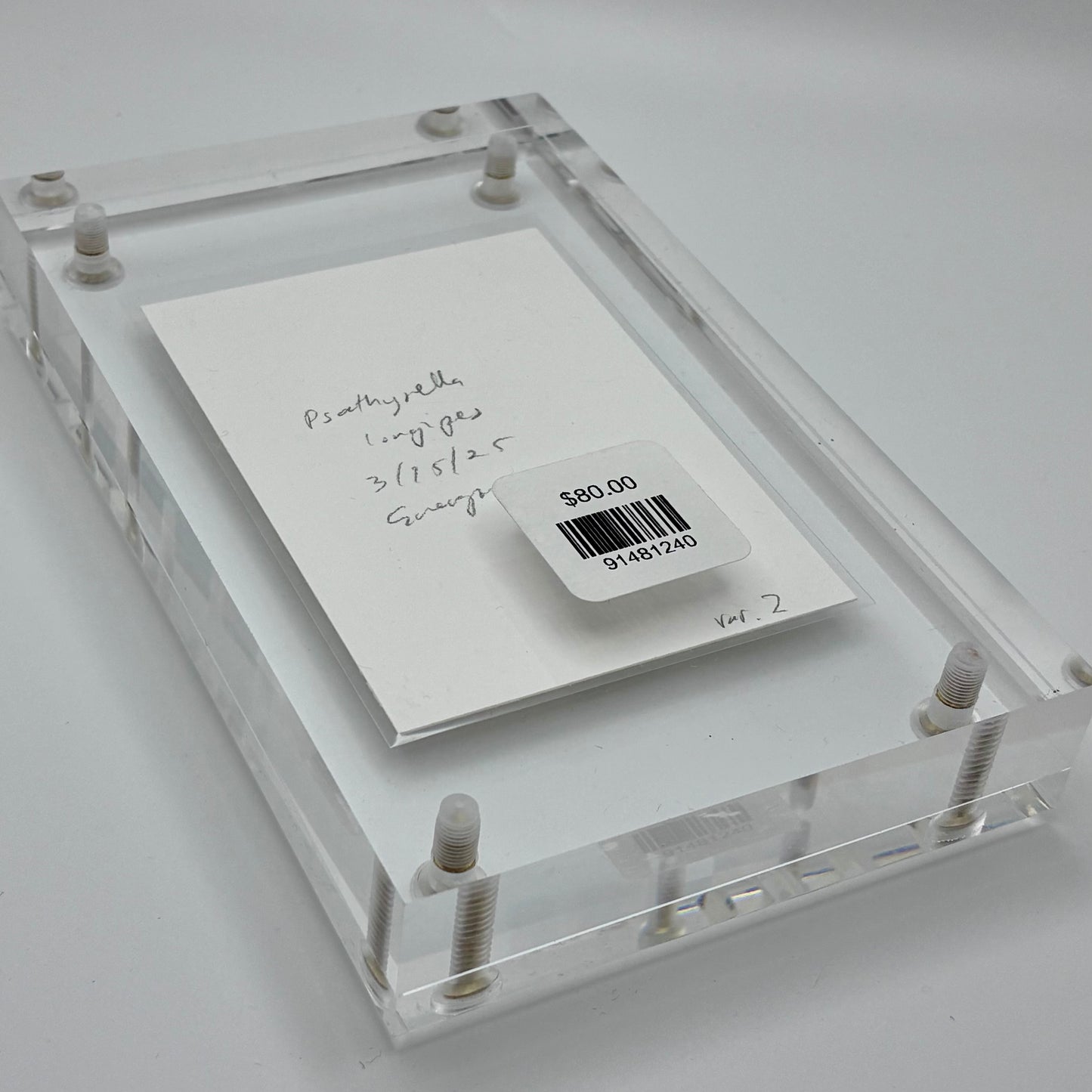 Psathyrella Longipes, Olympia #5