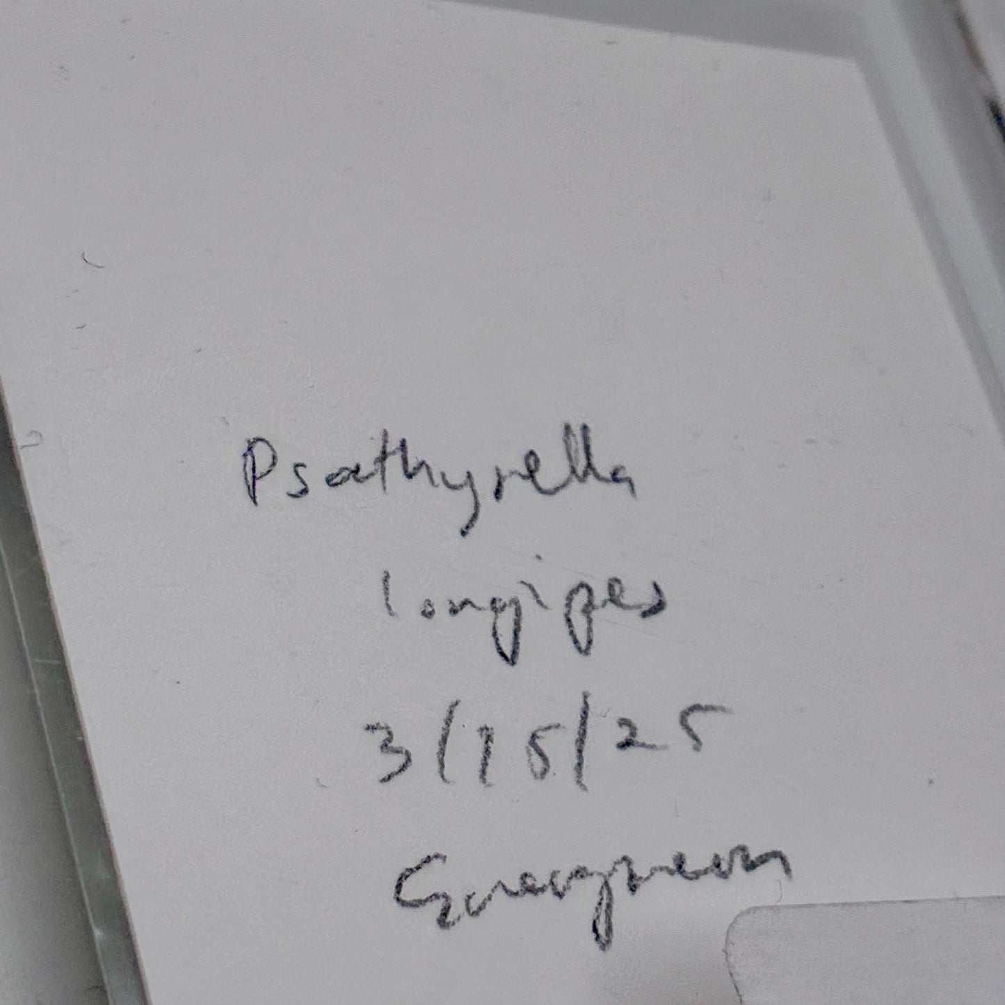 Psathyrella Longipes, Olympia #5