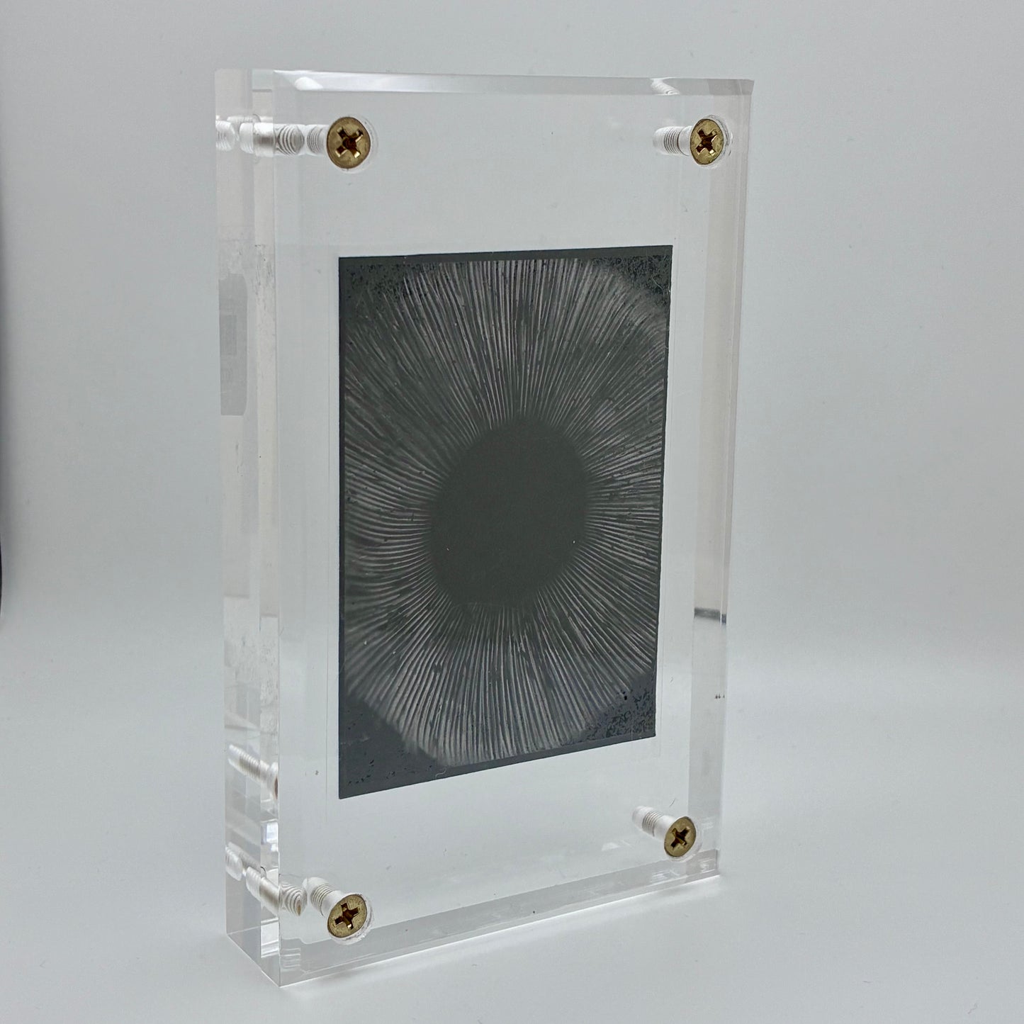 Amanita Pantherinoides, Fort Steilacoom #4