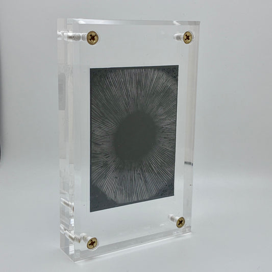 Amanita Pantherinoides, Fort Steilacoom #4