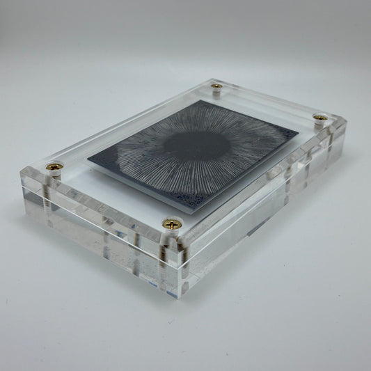 Amanita Pantherinoides, Fort Steilacoom #4