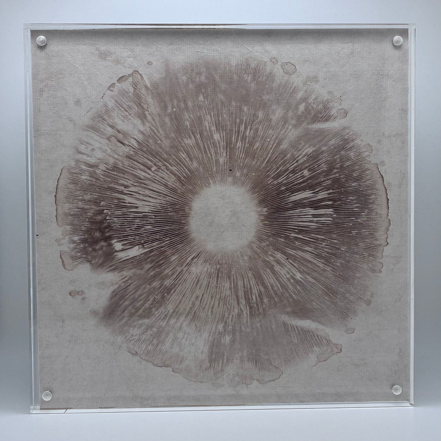 Agaricus Hondensis, Auburn #1