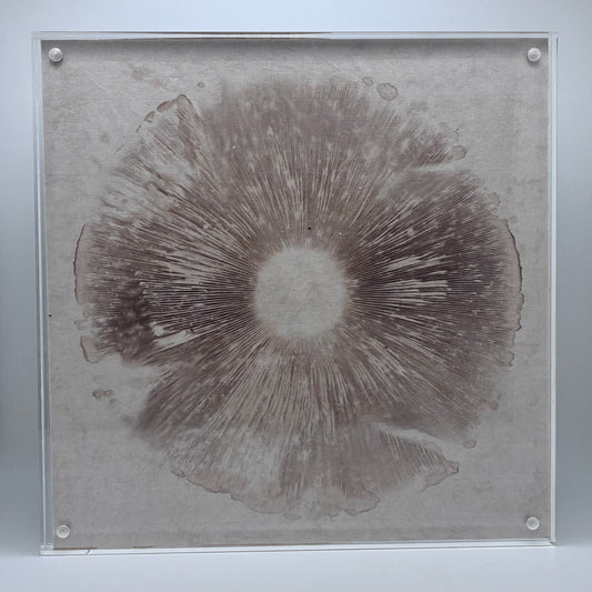 Agaricus Hondensis, Auburn #1