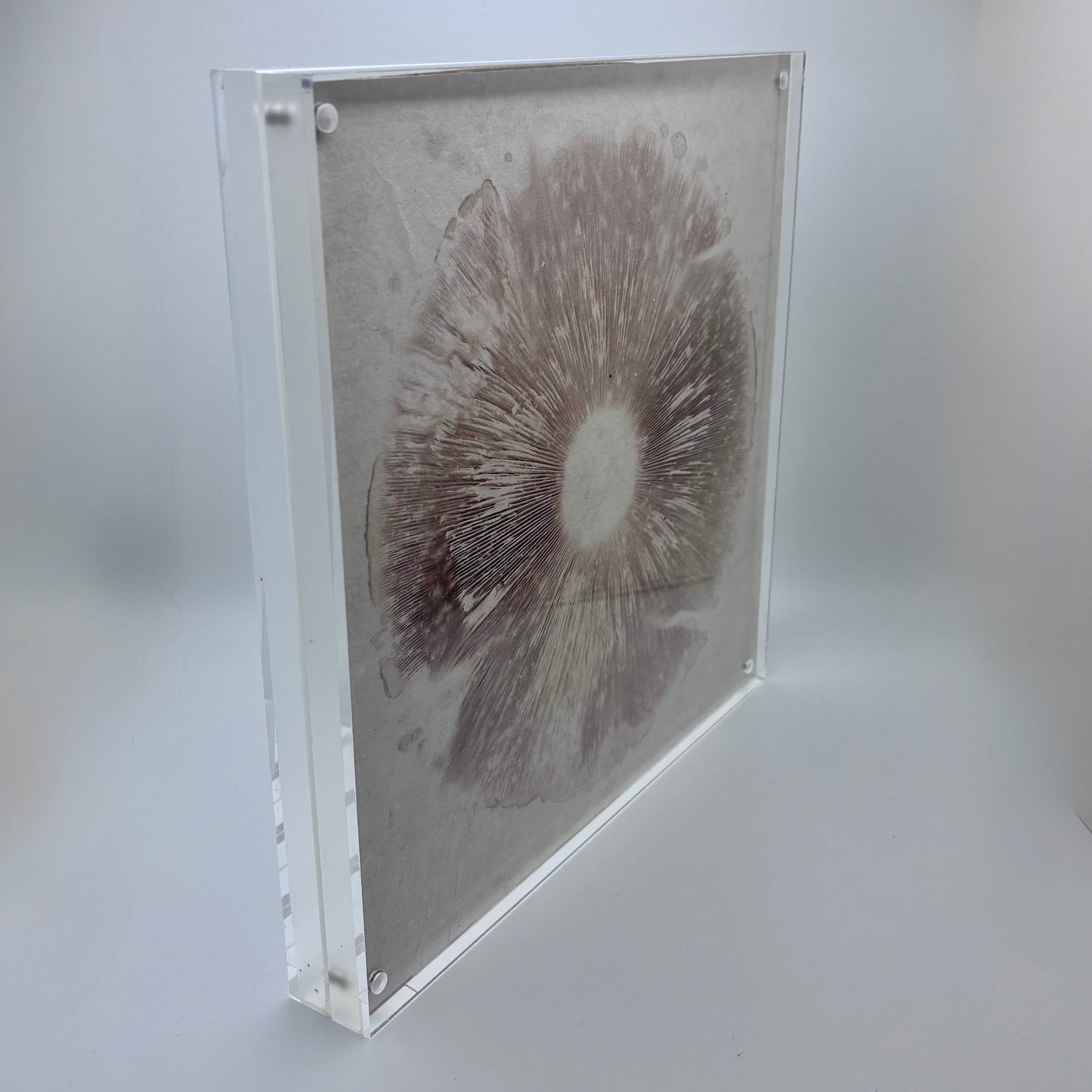 Agaricus Hondensis, Auburn #1