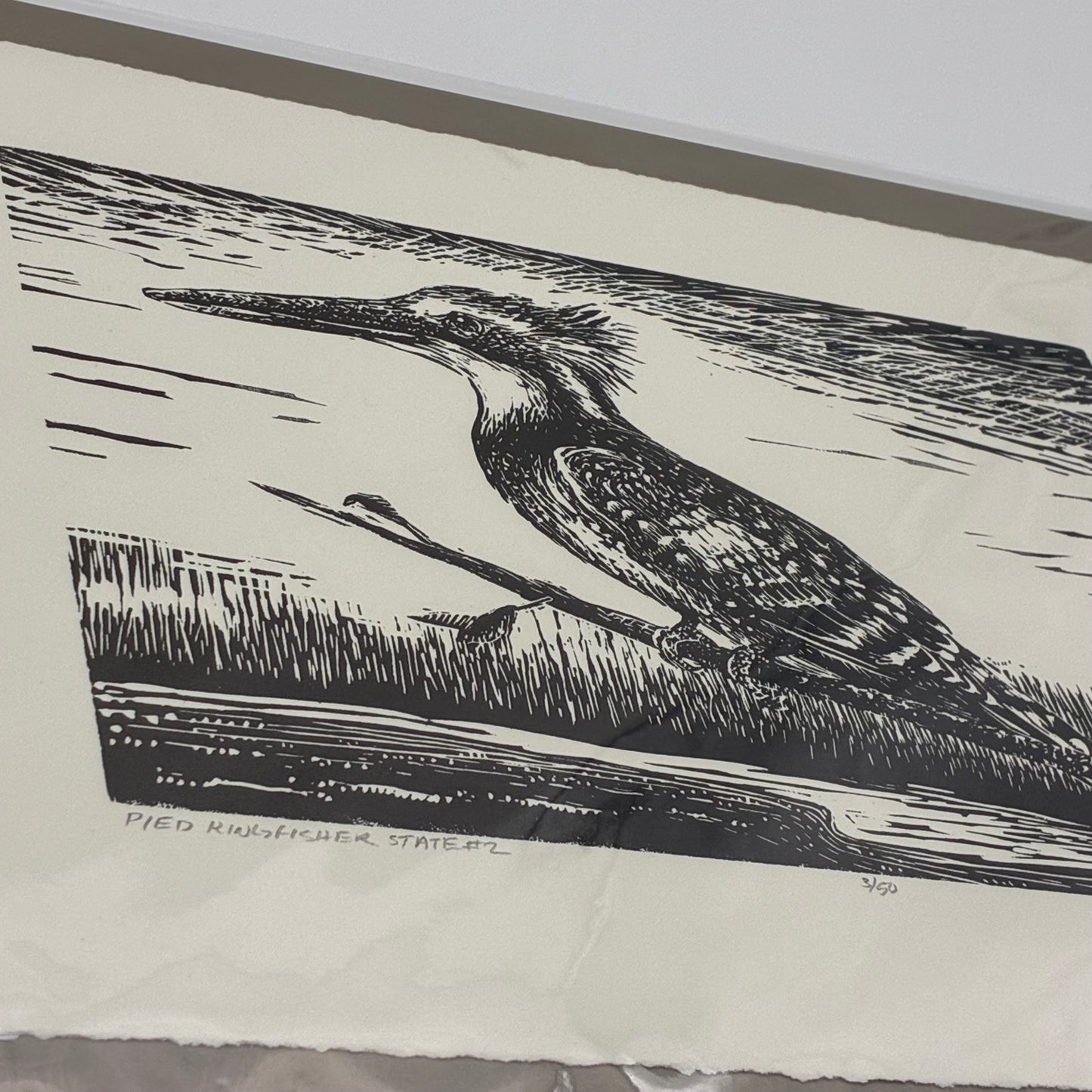 Pied Kingfisher 3/50