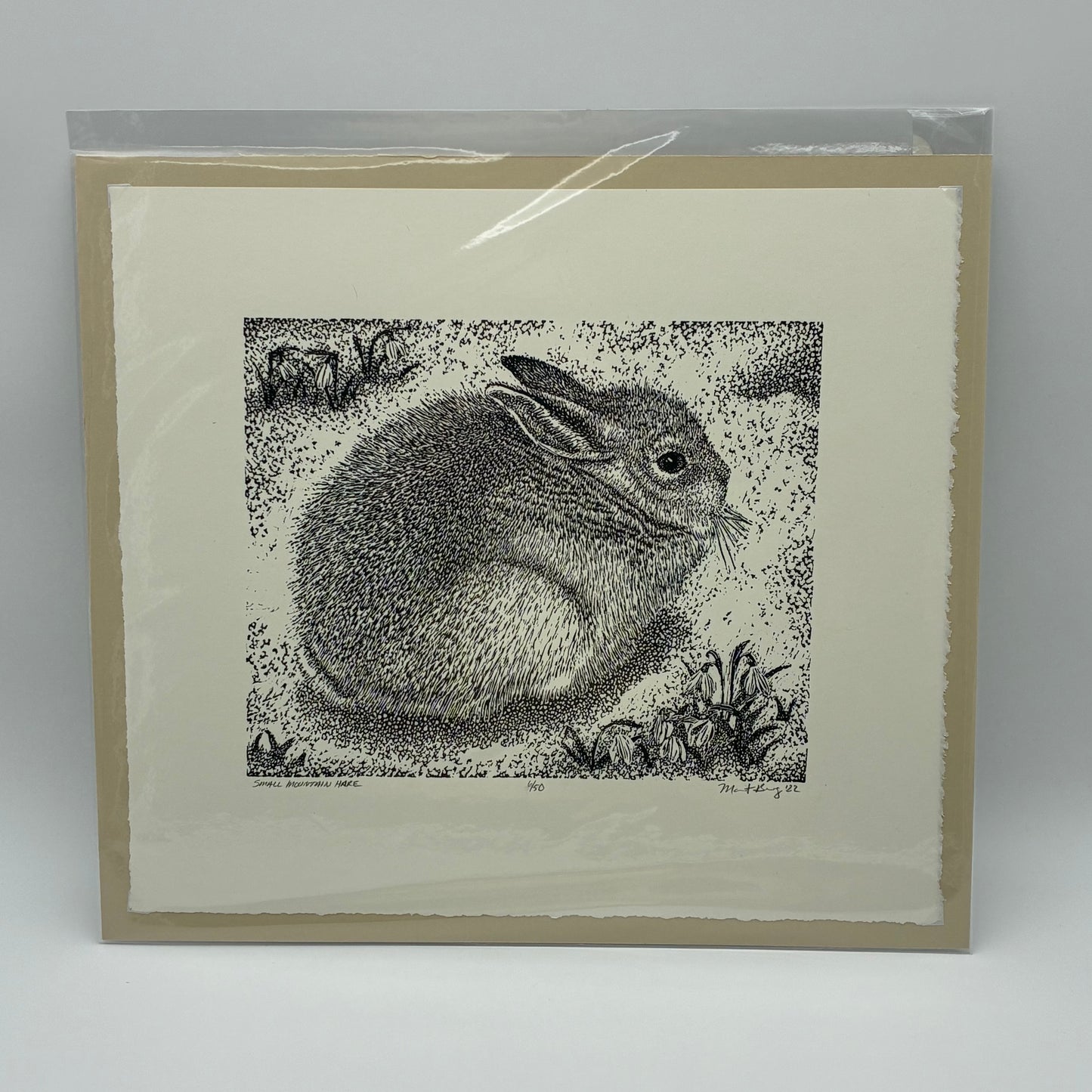 Small Mountain Hare 6/50