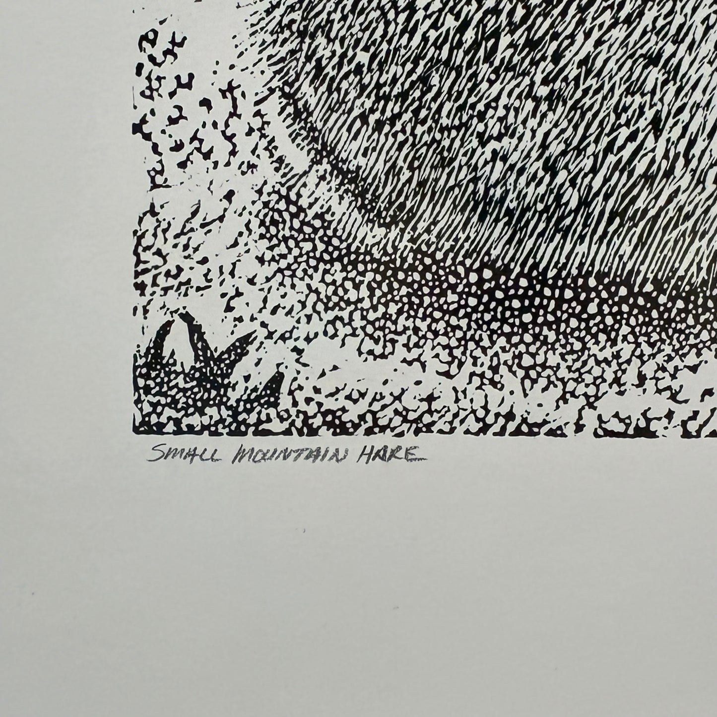 Small Mountain Hare 6/50
