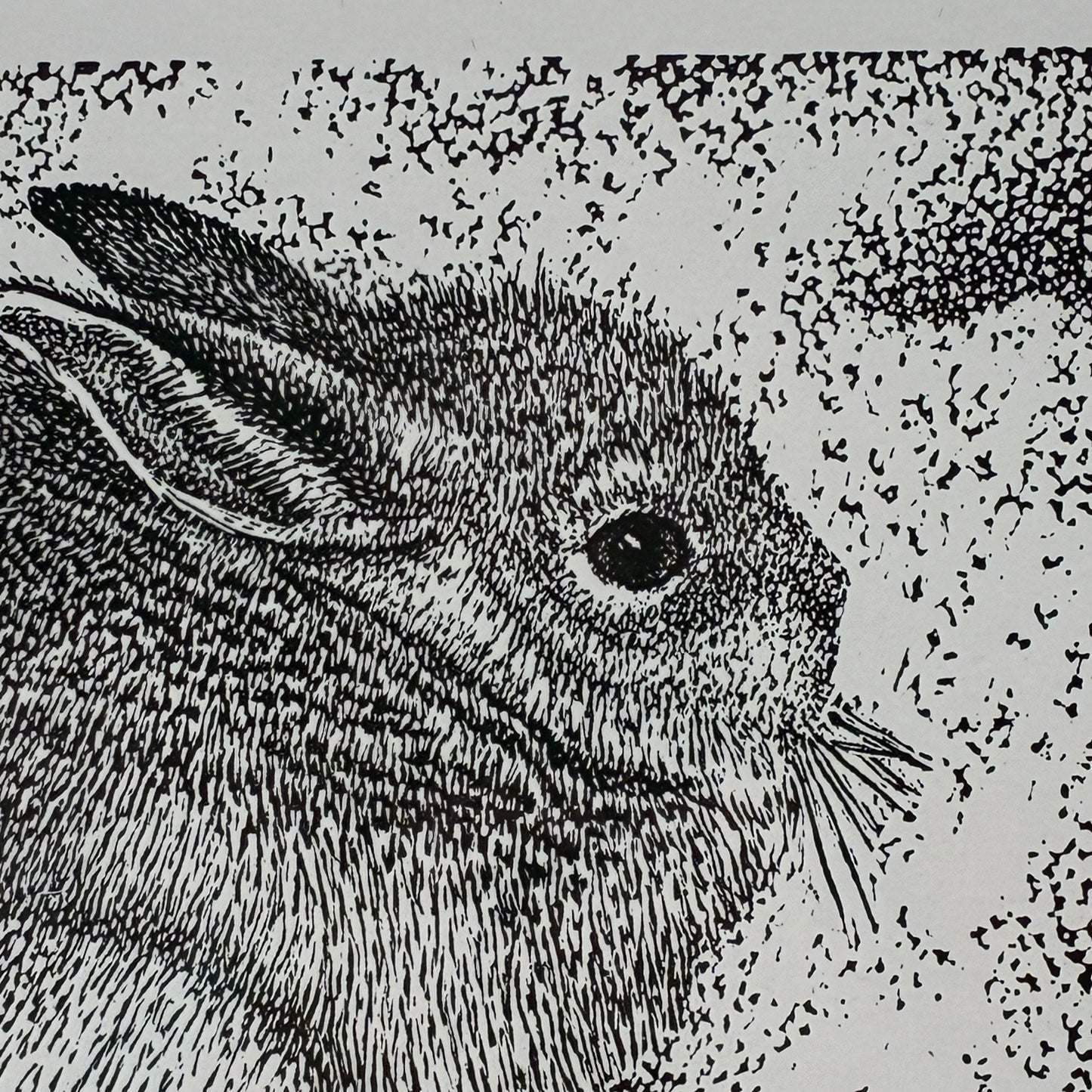 Small Mountain Hare 6/50